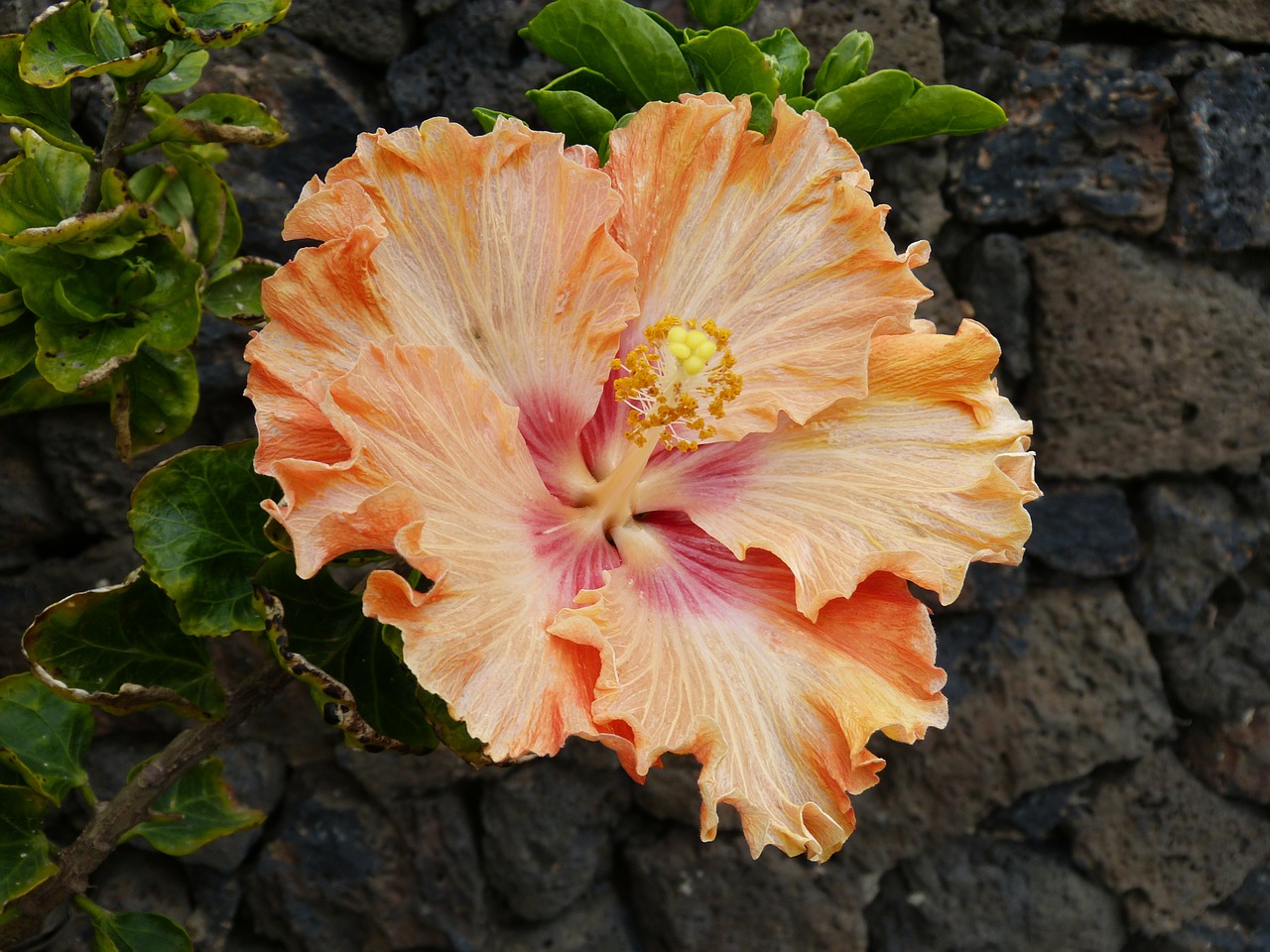 hibiscus, plant, blossom-219202.jpg