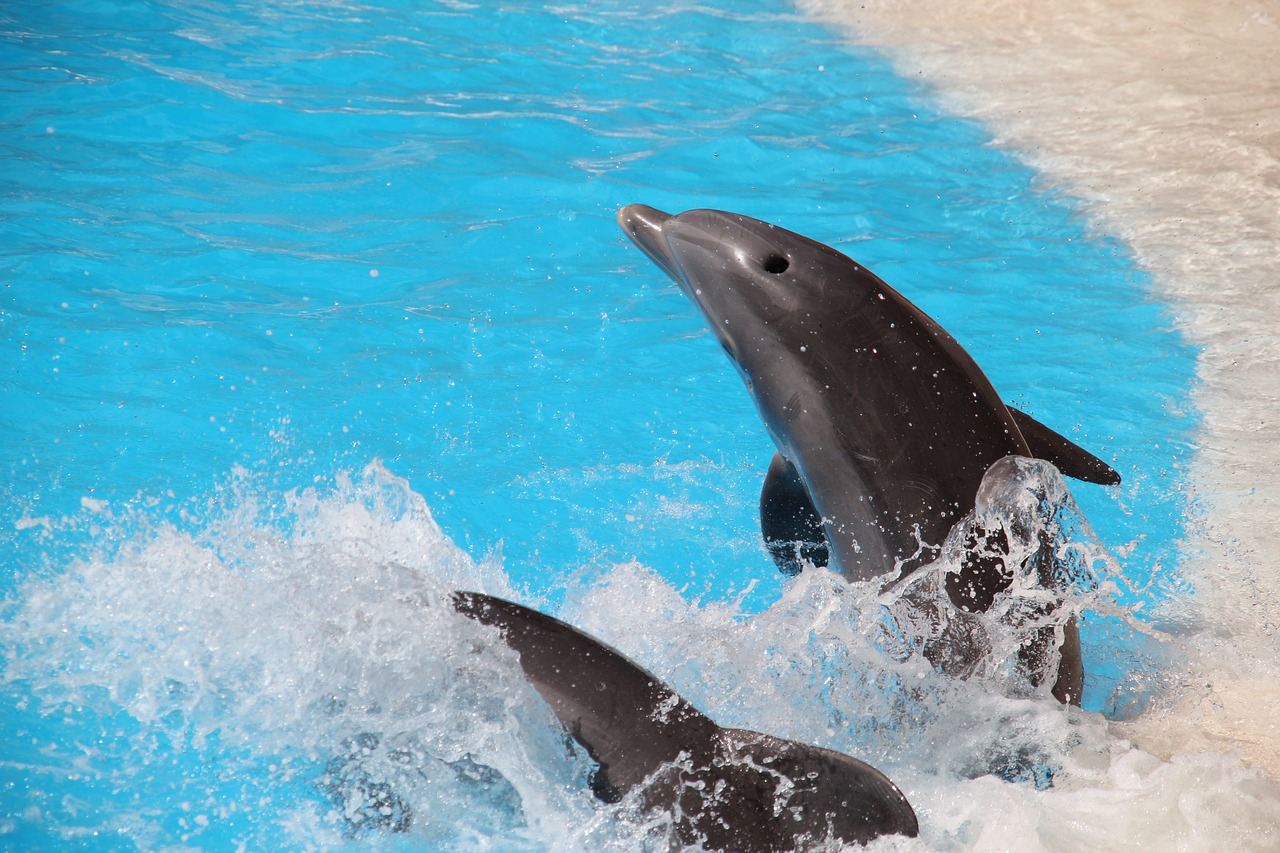 loro parque, tenerife, dolphin-2192440.jpg